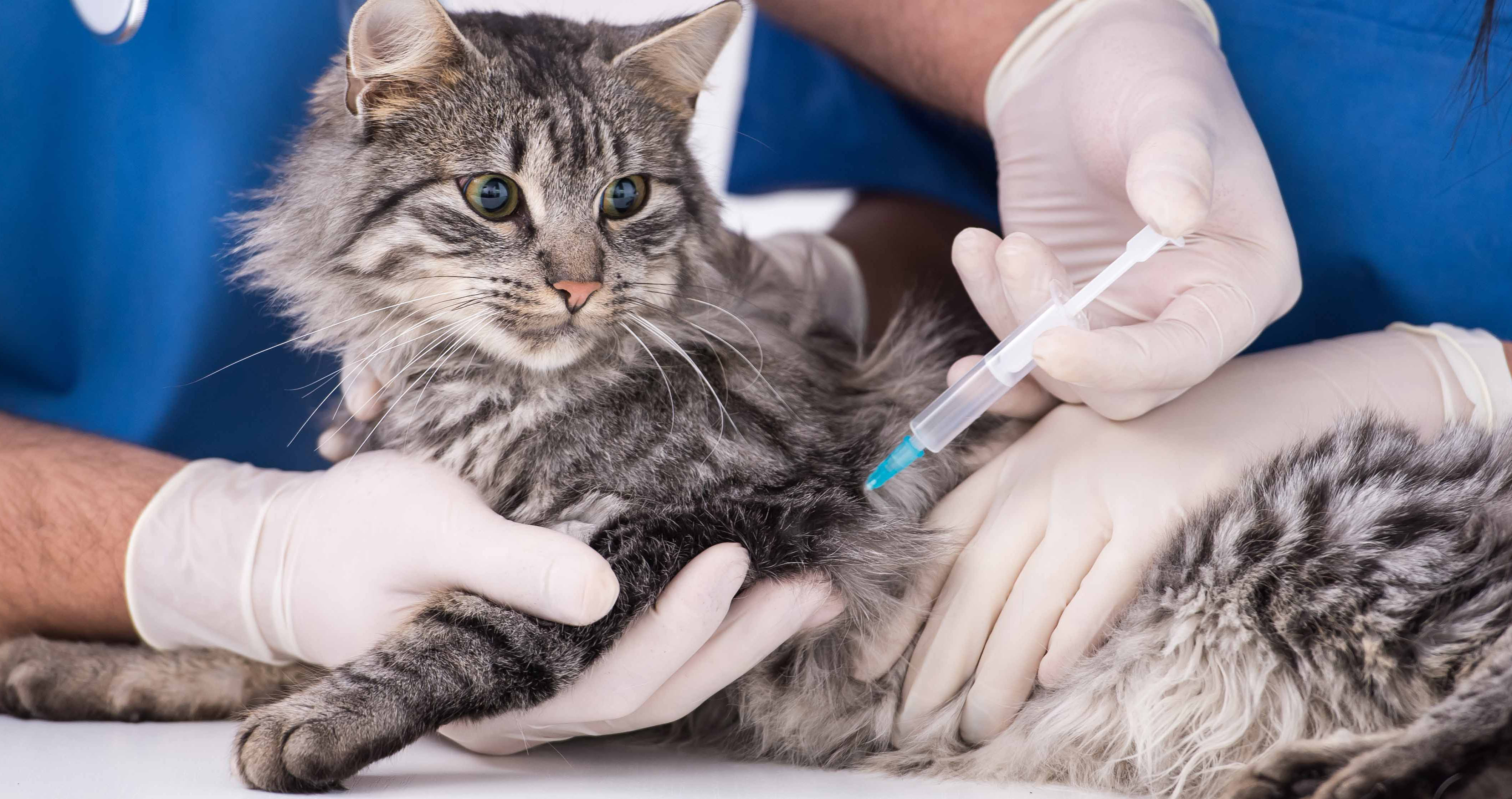 Привить кошку от бешенства. Чипирование кошек. Вакцинация животных. Вакцинация против бешенства животных. Иммунизация животных.