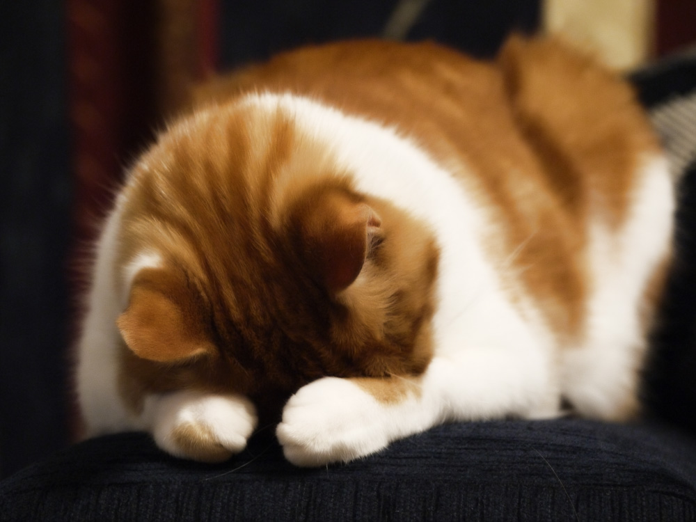 Сотрясение у кошки. Рыжий кот закрывает лапами глаза. Сотрясение животные. Сонливость у котика.