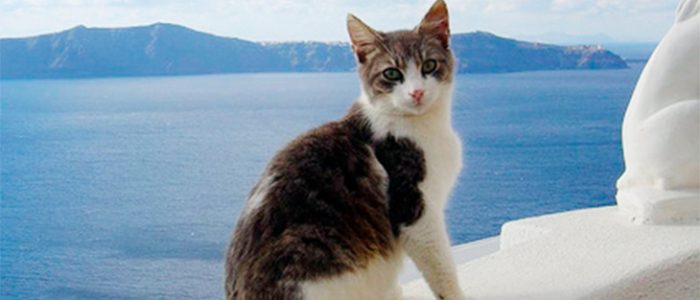 Эгейская кошка