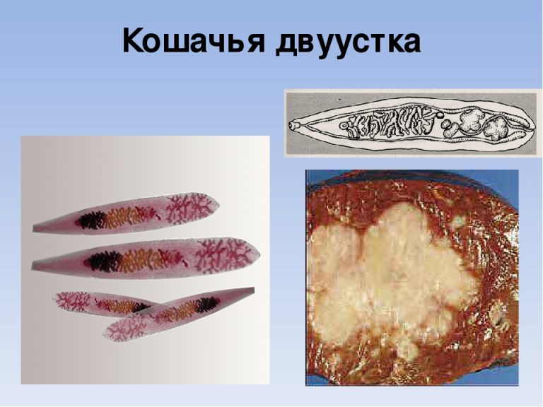 Кошачьи паразиты картинки