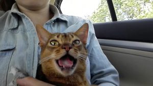 Кота в дороге тошнит thumbnail