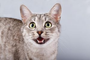 Гастроэнтерит у кошек: лечение, симптомы, как определяется, какой прогноз, восстановление