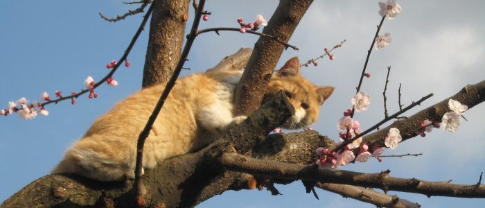 Кошка залезла на дерево и не может слезть что делать. Смотреть фото Кошка залезла на дерево и не может слезть что делать. Смотреть картинку Кошка залезла на дерево и не может слезть что делать. Картинка про Кошка залезла на дерево и не может слезть что делать. Фото Кошка залезла на дерево и не может слезть что делать