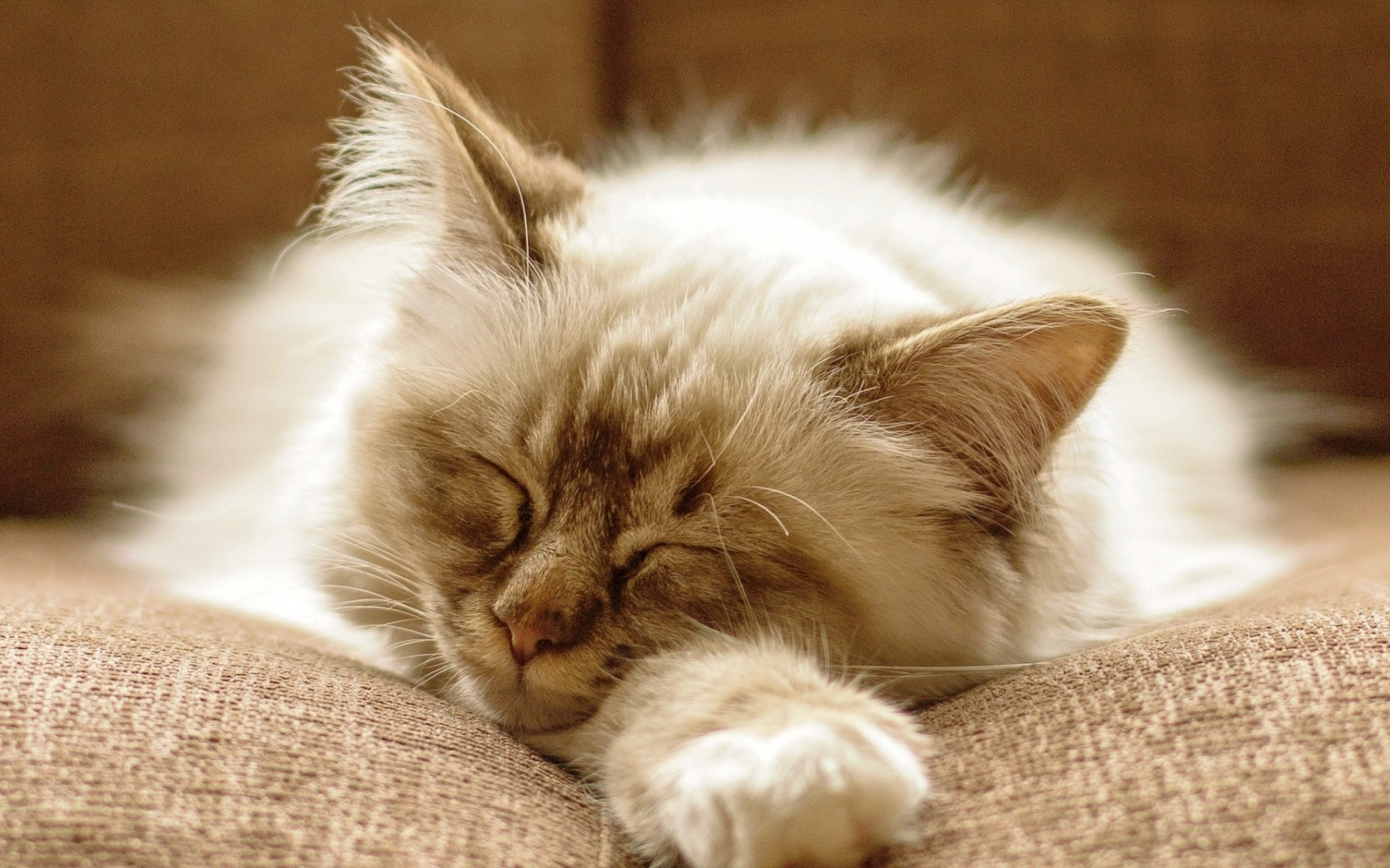 Пушистый спящий котенок. Спящие котята. Спокойный кот. Спящий котик.