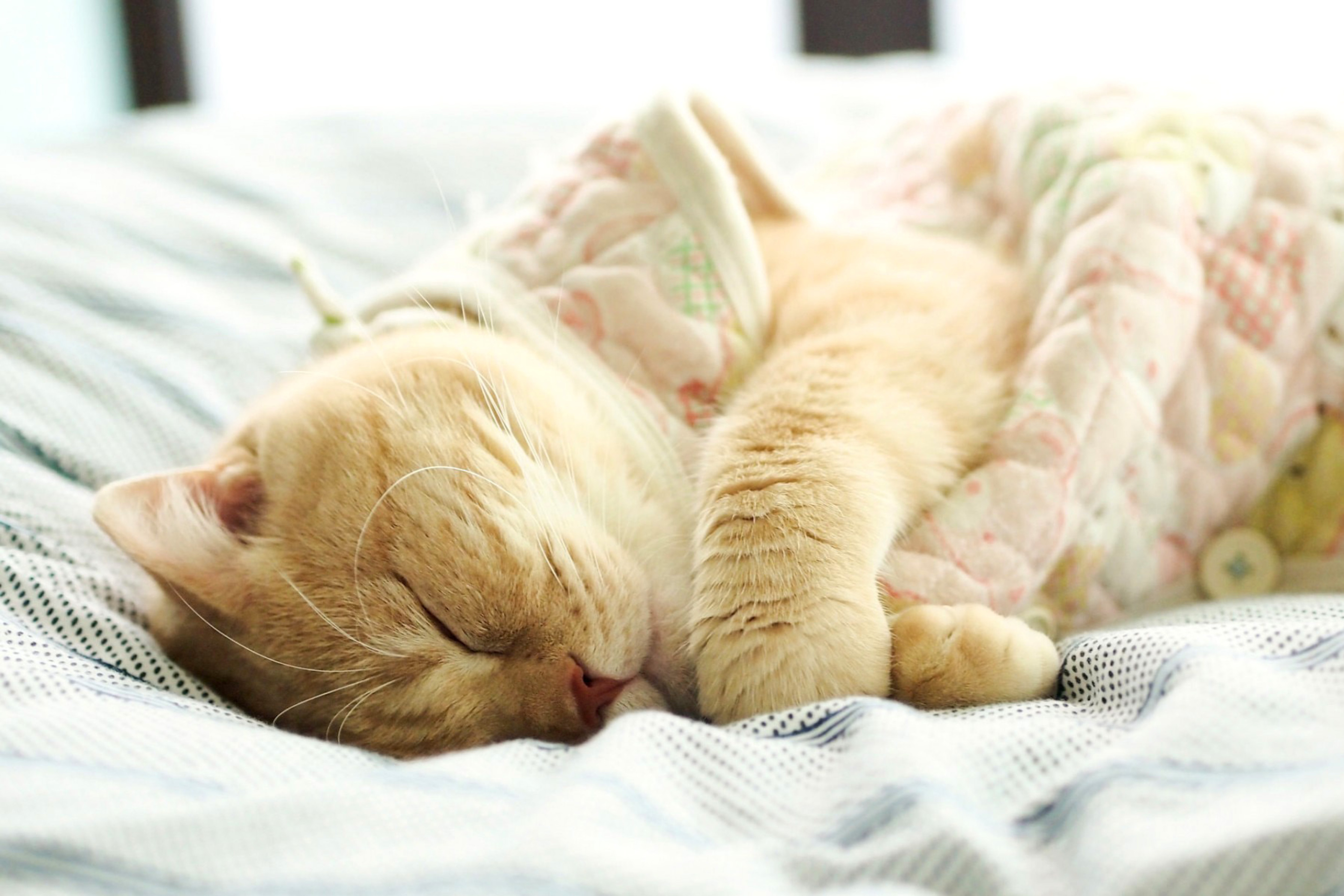 Спать буду отдыхать. Спящий кот. Милые спящие котики.