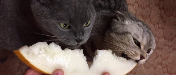 можно ли кормить кота дыней