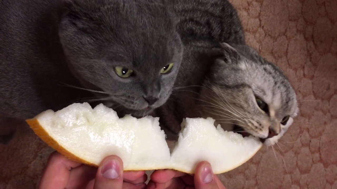 Можно ли кошкам банан. Кошка и овощи. Коты едят фрукты. Кот ест овощи. Кот кушает дыню.