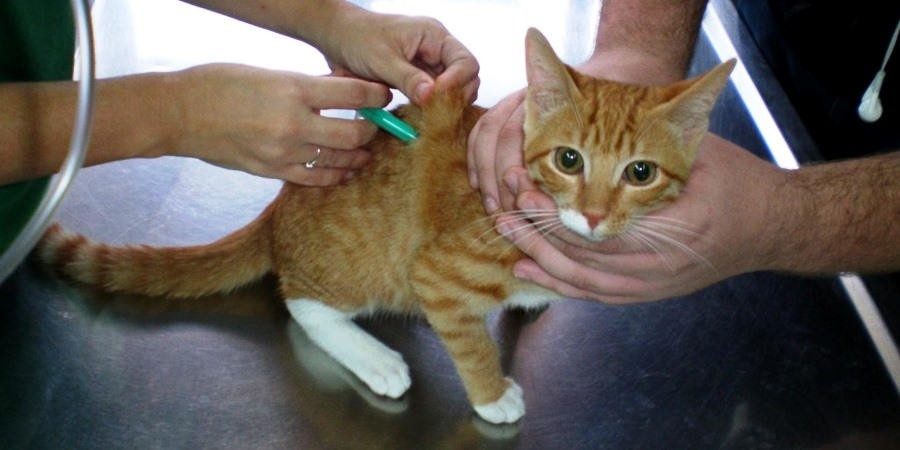 как сделать антигистаминные для кошек лечение