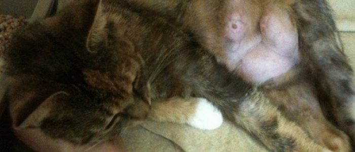 у кошки застой молока после отлучения котят что делать. Смотреть фото у кошки застой молока после отлучения котят что делать. Смотреть картинку у кошки застой молока после отлучения котят что делать. Картинка про у кошки застой молока после отлучения котят что делать. Фото у кошки застой молока после отлучения котят что делать