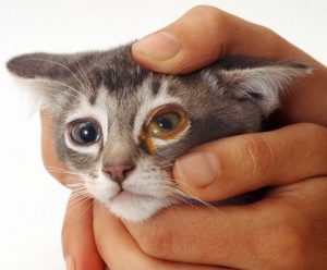 Ячмень глаз у кошек thumbnail