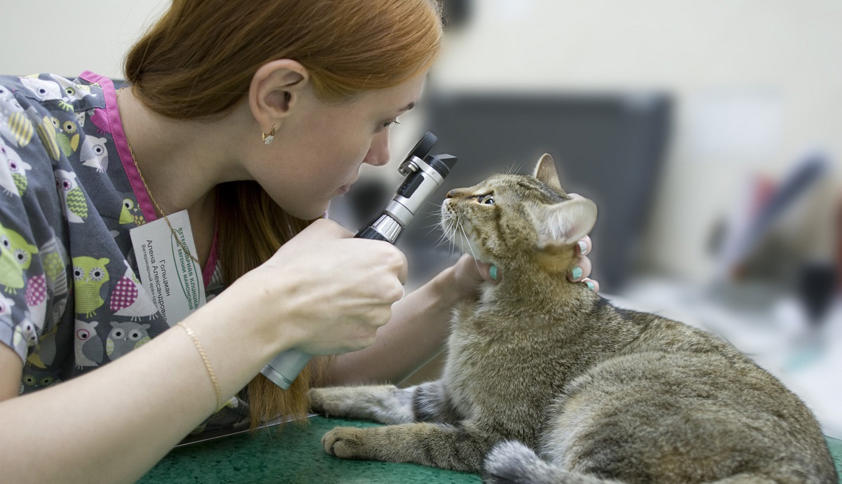 Обследование кошек. Офтальмология животных. Ветеринарный офтальмолог. Ветеринар осматривает кошку.