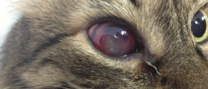 Болезни глаз у кошек. Панофтальмит. Особенности заболевания. Лечение. Профилактика панофтальмита у кошек.