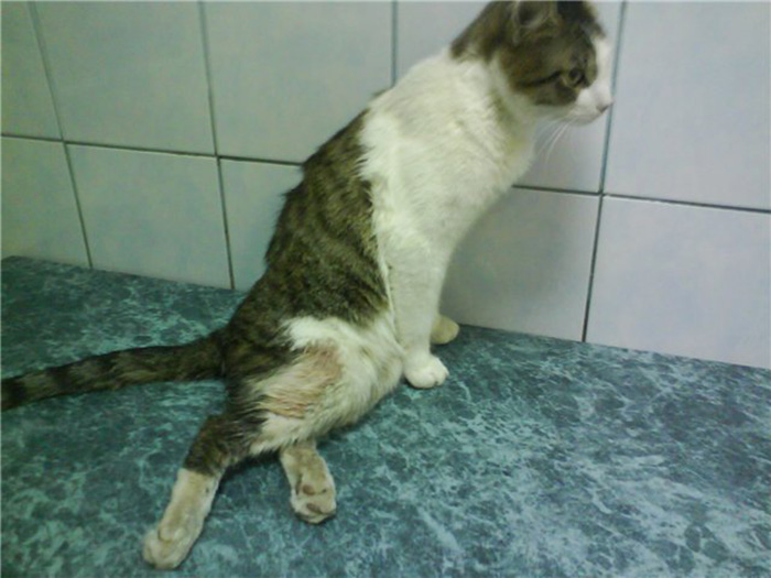 Кошка хромает на переднюю лапу. Остеохондродисплазия скоттиш фолд. Переломанный позвоночник у кошки.