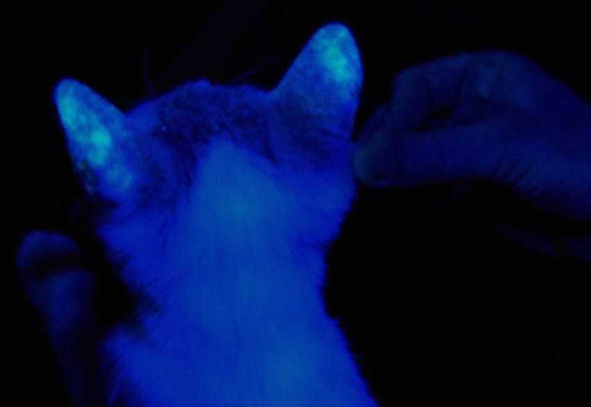 Как светится лишай под ультрафиолетом у кошек фото