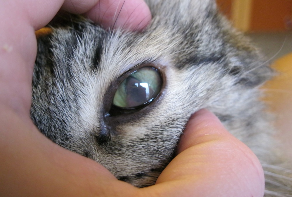 Почему у кошки гноится один глаз