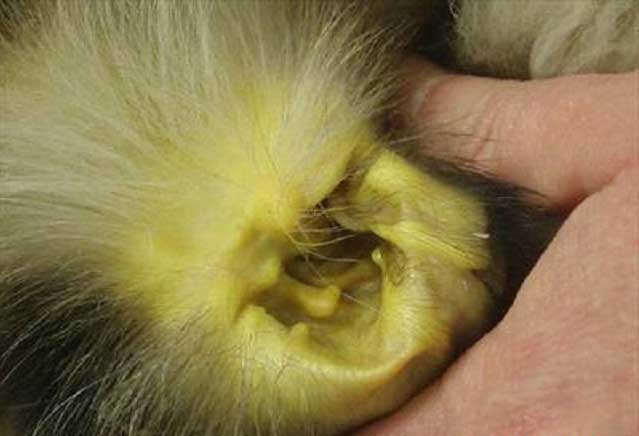 Печень симптомы котам. Пироплазмоз собак желтушность. Желтушный лептоспироз у животных. Желтушная форма лептоспироза у животных.