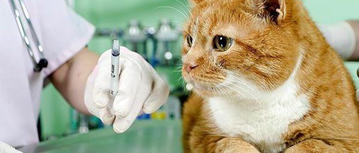 Прививка коту от токсоплазмоза