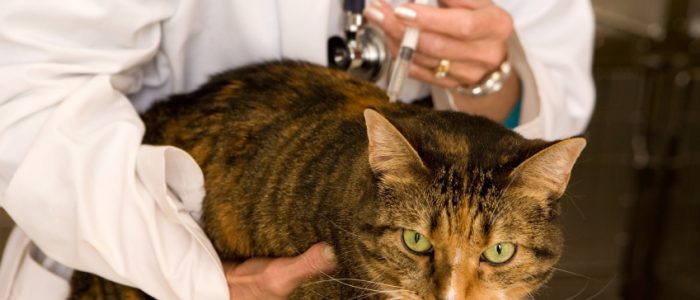 Прививка от бешенства кошке побочные эффекты