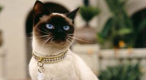 Сиамский кот