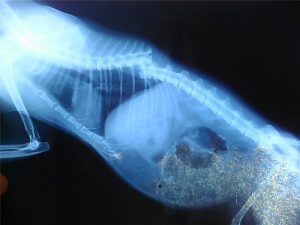 Компрессионный перелом позвоночника у кошки лечение thumbnail
