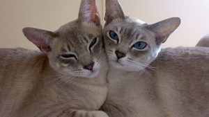 Тонкинские коты рядом
