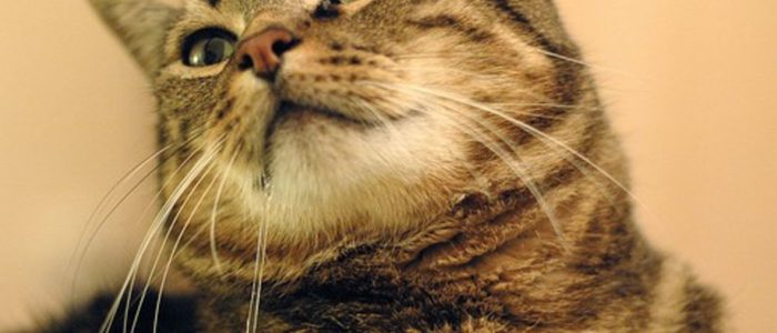 У кота текут слюни