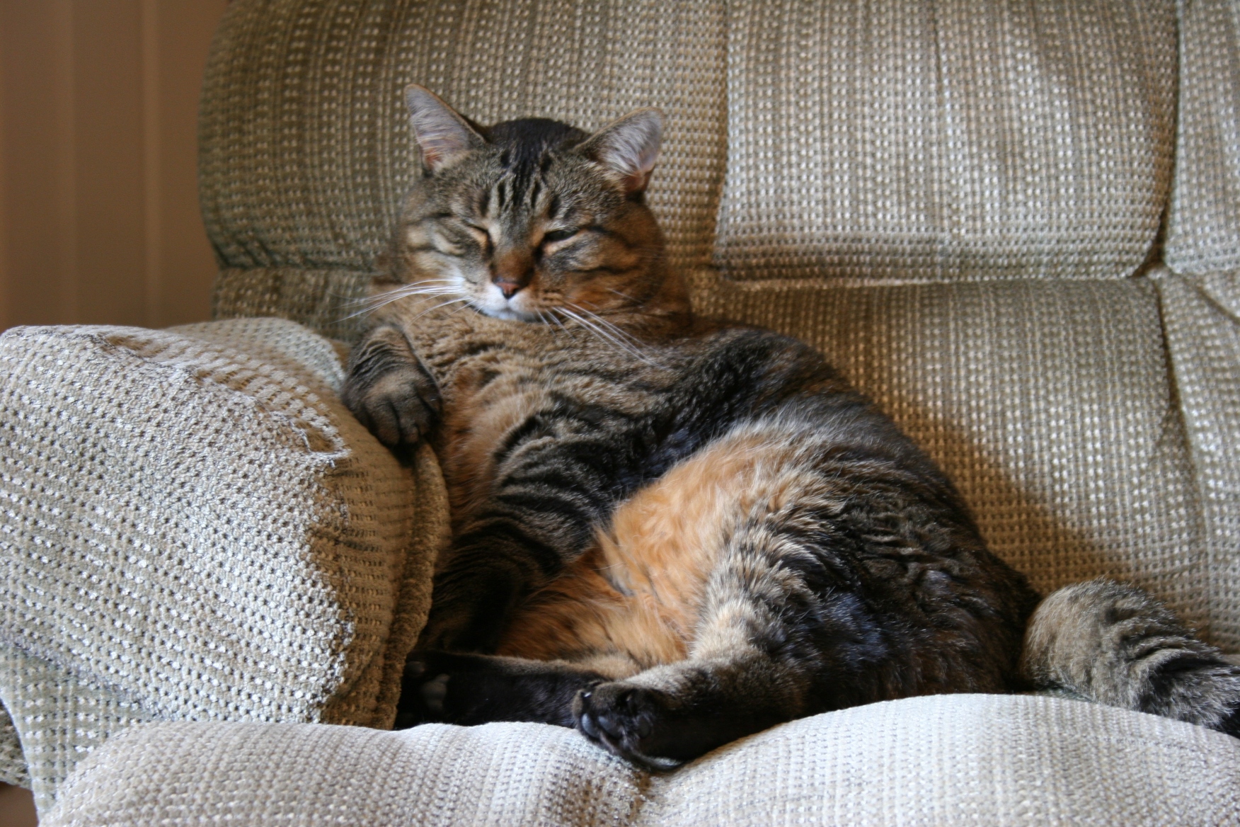 Неделя большими кошками. Кот на диване. Диван кошка. Толстый кот. Котенок на диване.