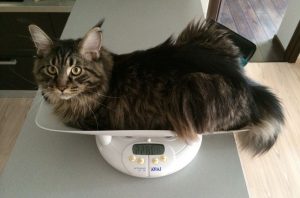 Корма для кошек с диабетом thumbnail