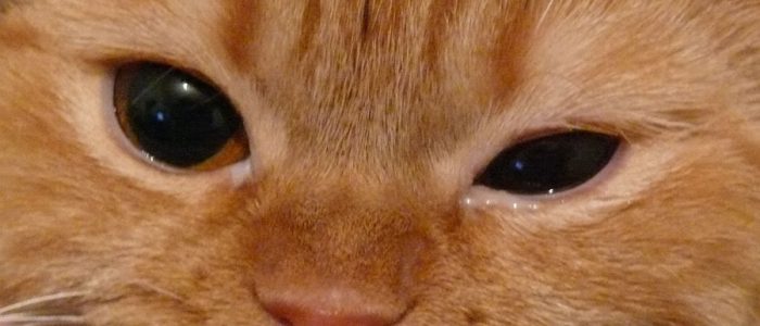 У кошки на глазу как ячмень thumbnail