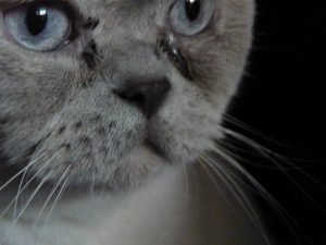 Непроходимость носослезного канала у кошек лечение в домашних thumbnail