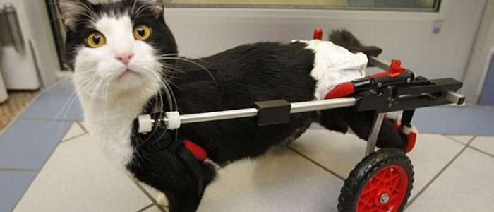 Инвалидные коляски для кошек