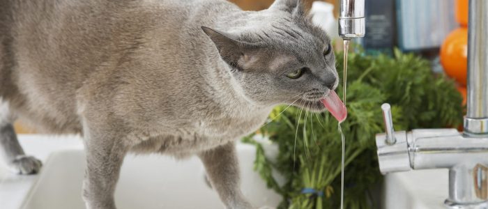Кот открывает кран с водой что делать. Смотреть фото Кот открывает кран с водой что делать. Смотреть картинку Кот открывает кран с водой что делать. Картинка про Кот открывает кран с водой что делать. Фото Кот открывает кран с водой что делать