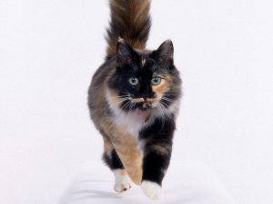 Современные породы кошек образовались в результате искусственного отбора thumbnail