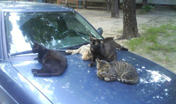 Кошка на капоте. Кот на капоте. Кошка на капоте машины. Котенок на капоте. Кошка лежит на капоте машины.