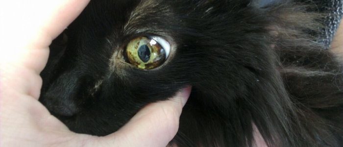 меланома глаза у кота thumbnail