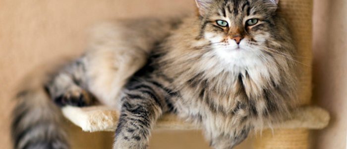 Миозит у кошек лечение в домашних условиях thumbnail