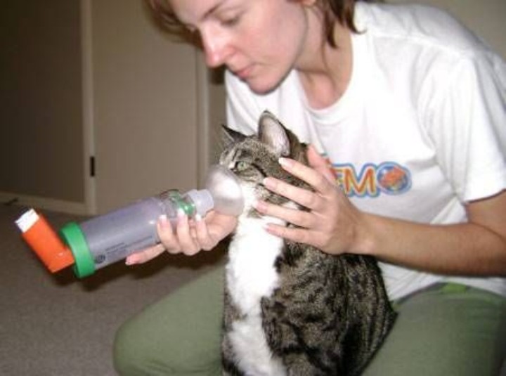Ингалятор для астмы котов ингалятор паровой схема