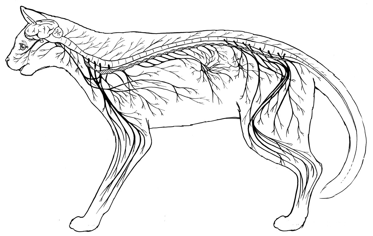 System animal. Нервная система кота анатомия. Седалищный нерв у собаки анатомия. Строение нервной системы кошки. Периферическая нервная система кошки.