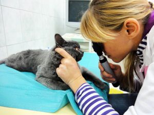 Атрофия сетчатки глаза у кошек причины thumbnail