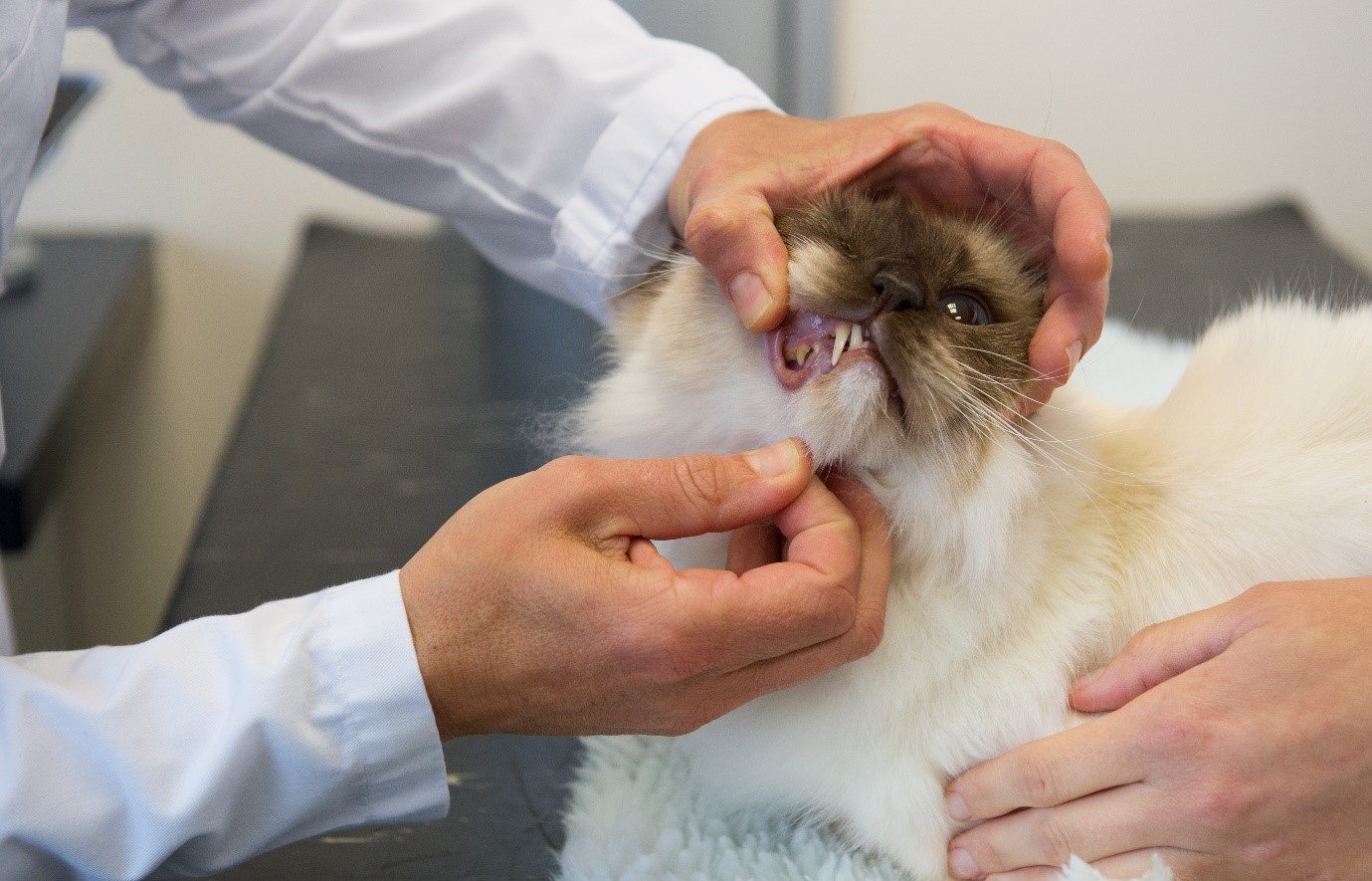 Стоматологические заболевания у кошек