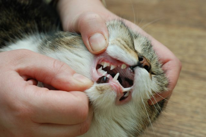 Удаление зубов у кошек. У кота сломанные, выбитые, шатающиеся зубы: что делать?