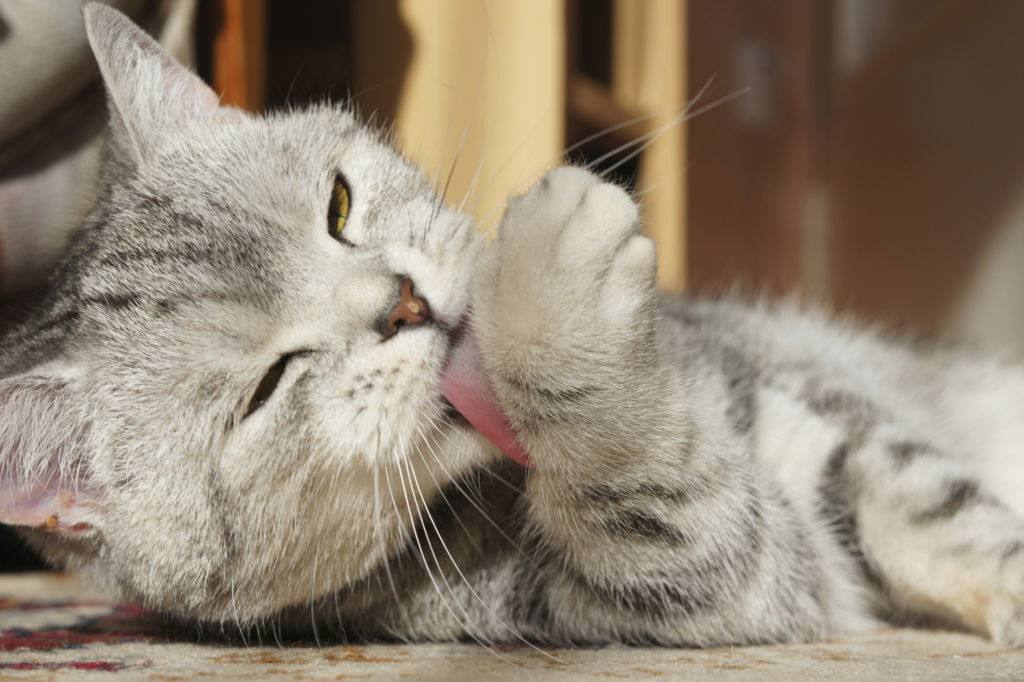Почему кот ест землю: что делать, чем опасно, лечение