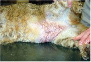 Болячка после прививки у кошки thumbnail
