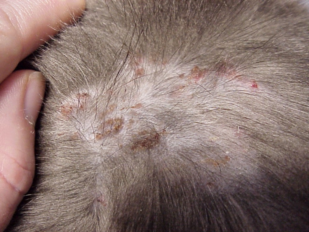 Личинки блох у кошек фото