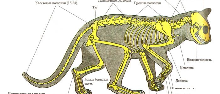 Фото анатомия кошки