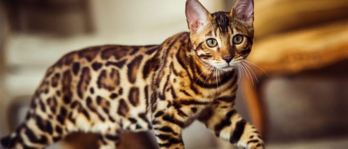имя бенгальскому коту какое дать. Смотреть фото имя бенгальскому коту какое дать. Смотреть картинку имя бенгальскому коту какое дать. Картинка про имя бенгальскому коту какое дать. Фото имя бенгальскому коту какое дать