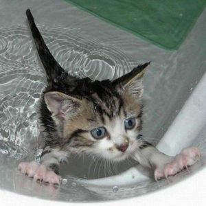 Котенок купается