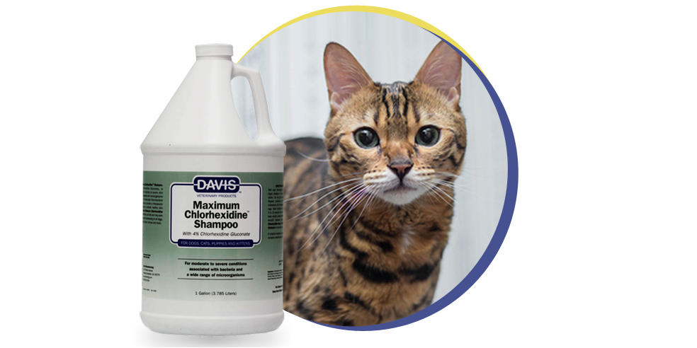 Шампунь противомикробный с хлоргексидином 4 для собак и кошек. Хлоргексидин для глаз кошки. Шампунь для котов с хлоргексидином. Хлоргексидин для кошек. Чем промыть глаз кошке в домашних условиях