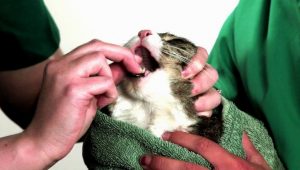 После прививки кошка стала плохо есть thumbnail