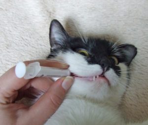 Может ли быть понос у кошки после стерилизации thumbnail